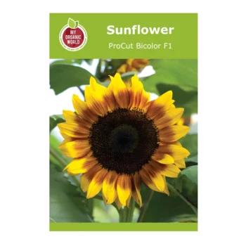 Helianthus ProCut Bicolor F1 Sunflower