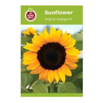 Helianthus ProCut Orange F1 Sunflower
