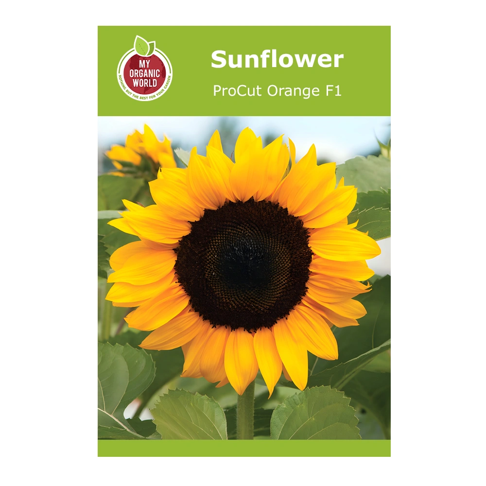 Helianthus ProCut Orange F1 Sunflower 1 Helianthus ProCut Orange F1 Sunflower
