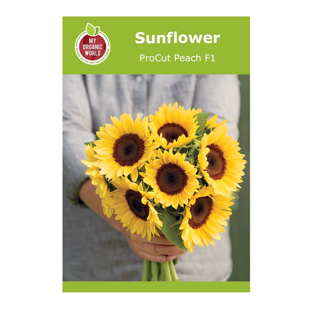 Helianthus ProCut Peach F1 Sunflower