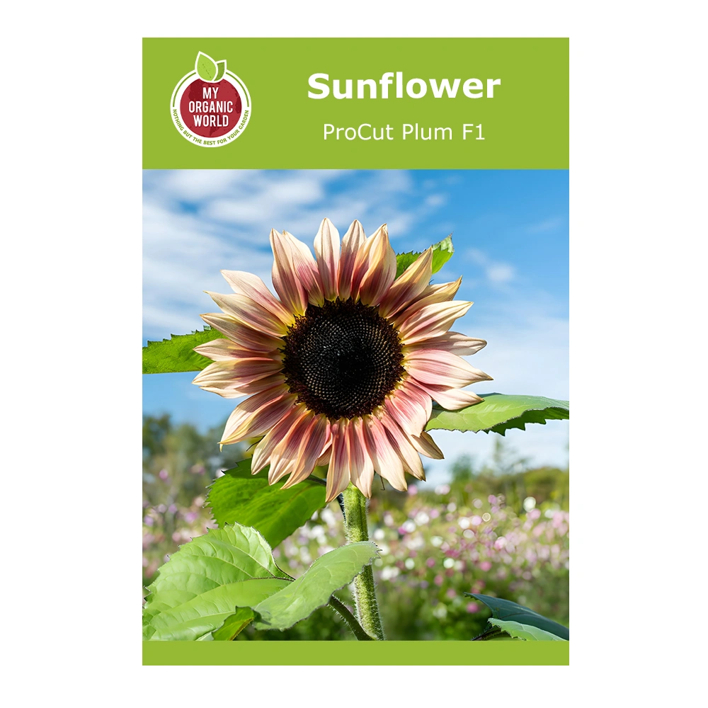 Helianthus ProCut Plum F1 Sunflower 1 Helianthus ProCut Plum F1 Sunflower