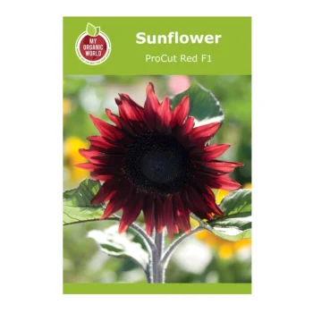 Helianthus ProCut Red F1 sunflower