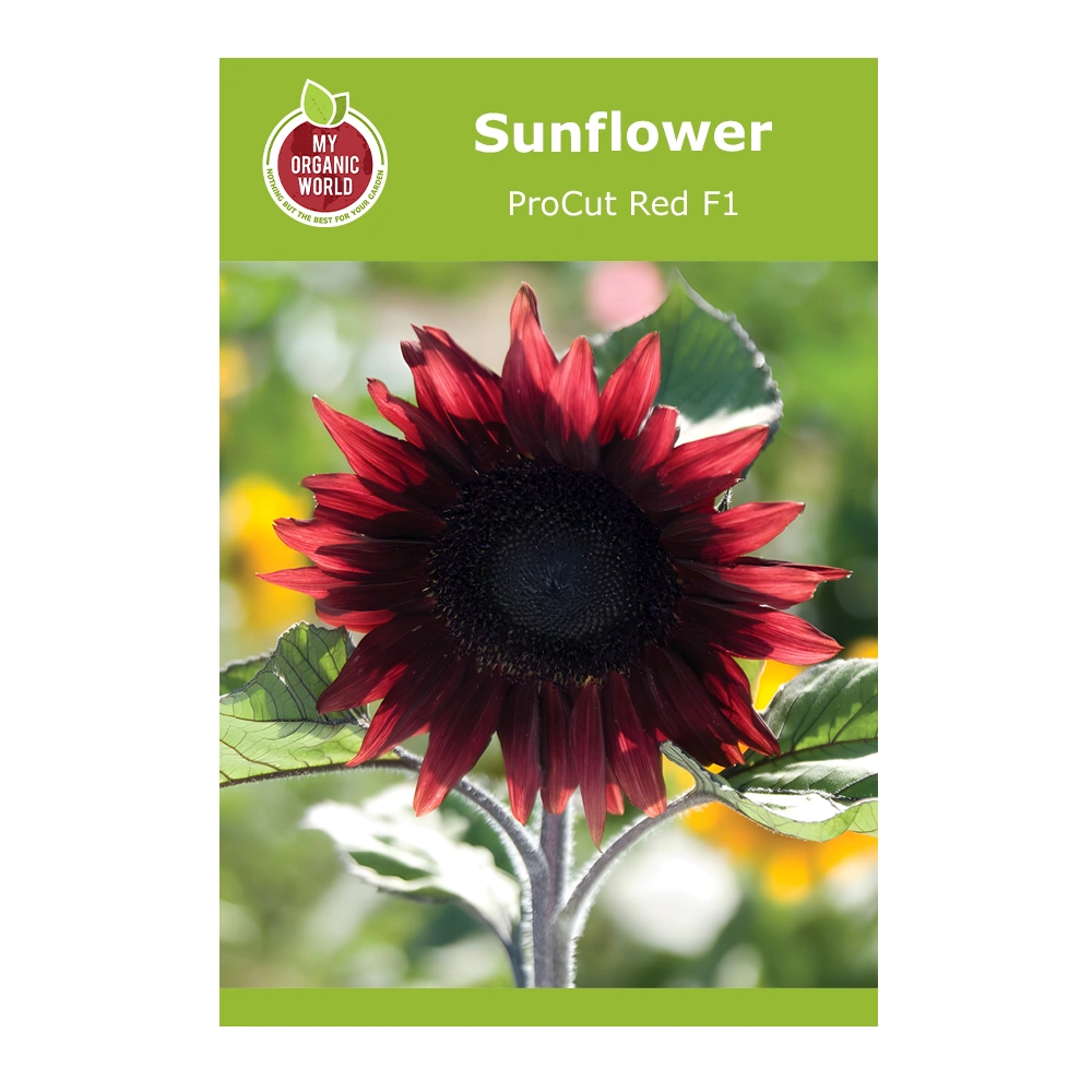 Helianthus ProCut Red F1 sunflower 1 Helianthus ProCut Red F1 sunflower
