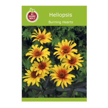 Heliopsis Burning Hearts seeds