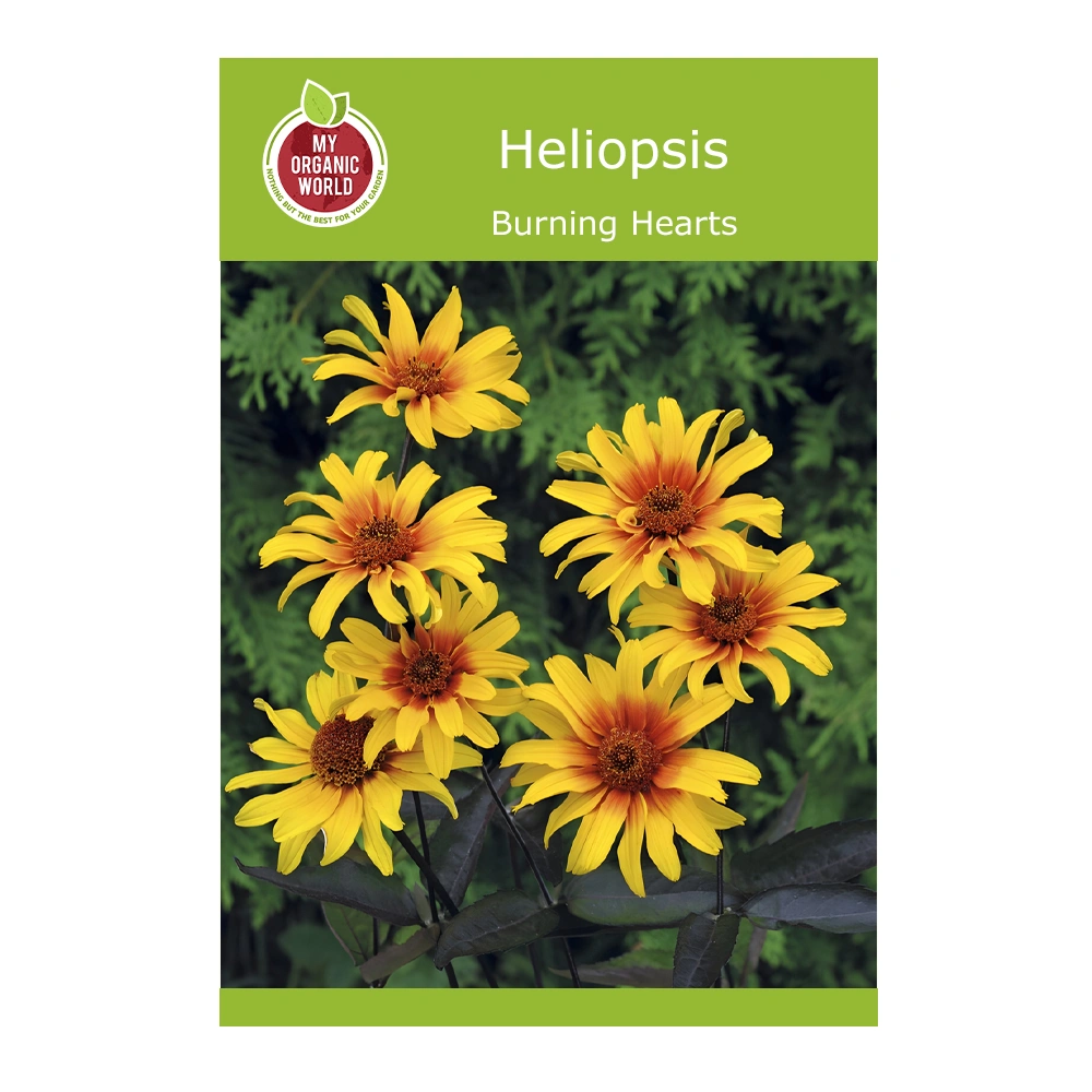 Heliopsis Burning Hearts 1 Heliopsis Burning Hearts seeds