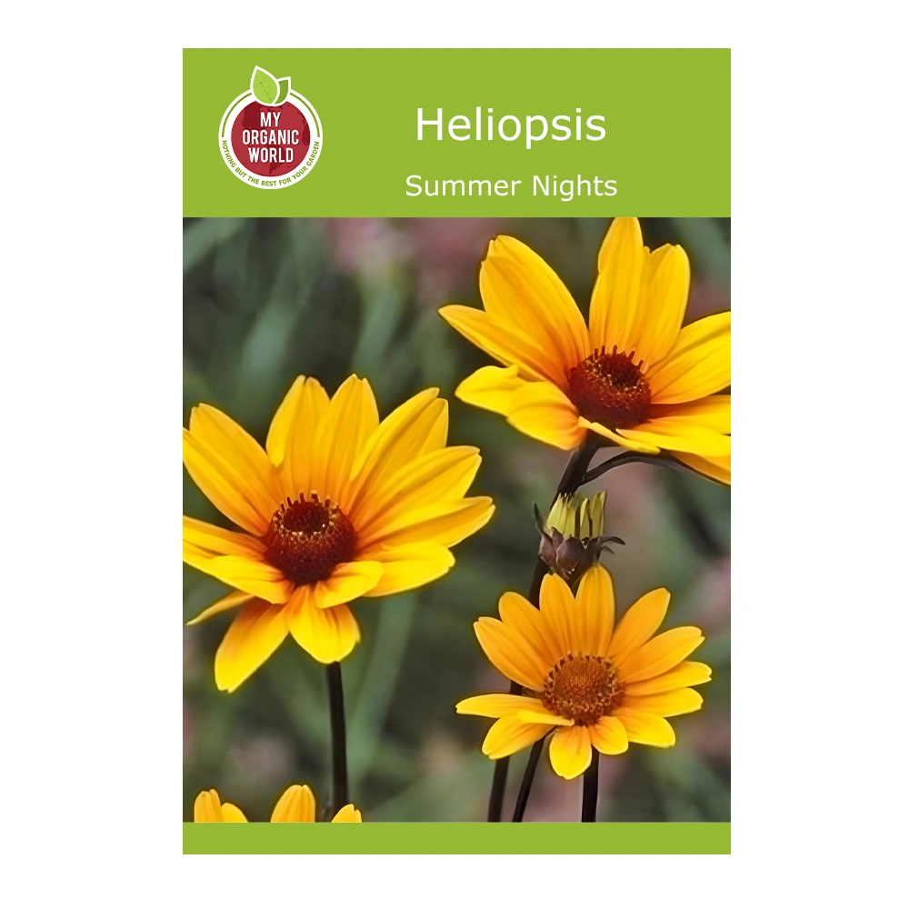 Heliopsis Summer Nights 1 Heliopsis Summer Nights seeds