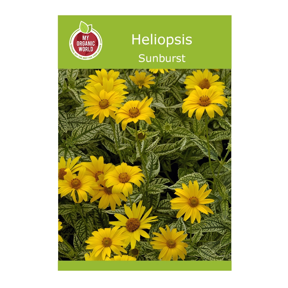 Heliopsis Sunburst 1 Heliopsis Sunburst seeds
