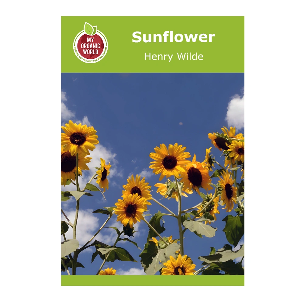 دوار الشمس هنري وايلد 1 Henry Wilde Sunflower