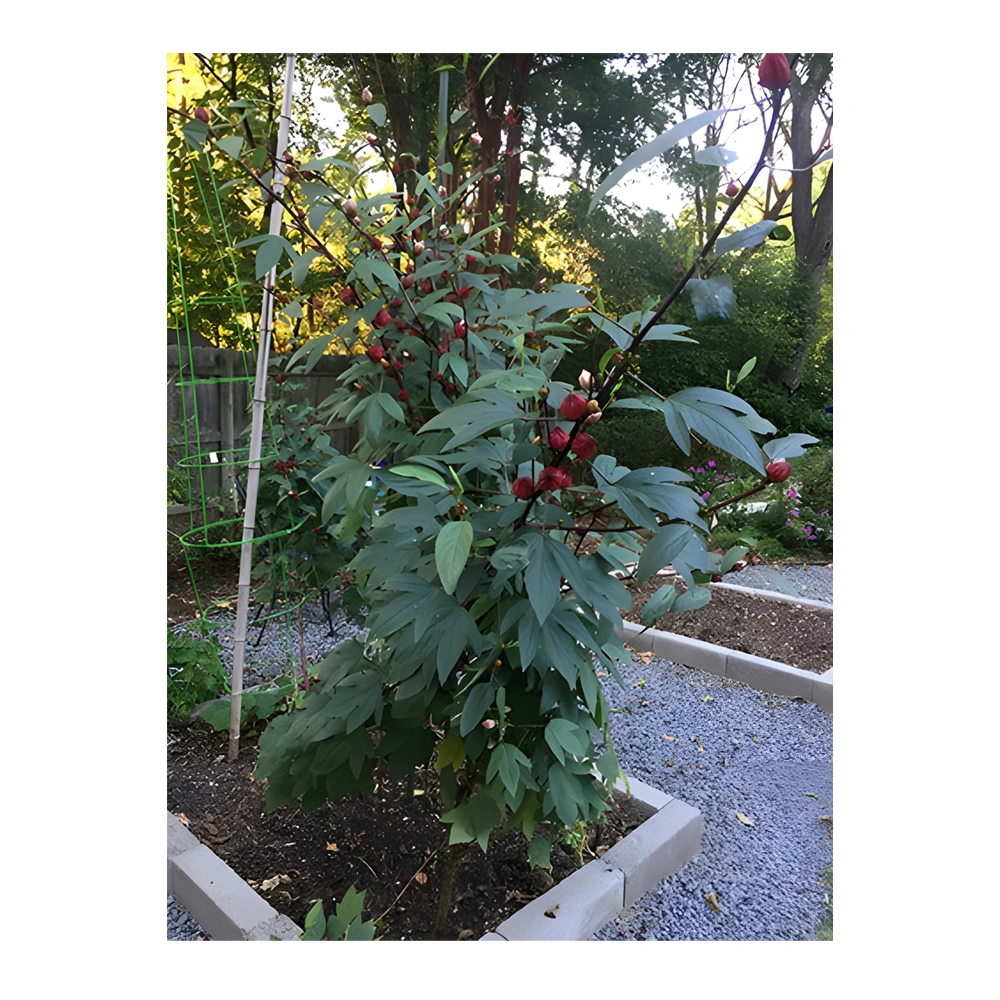 Hibiscus Herbal Tea Zinger