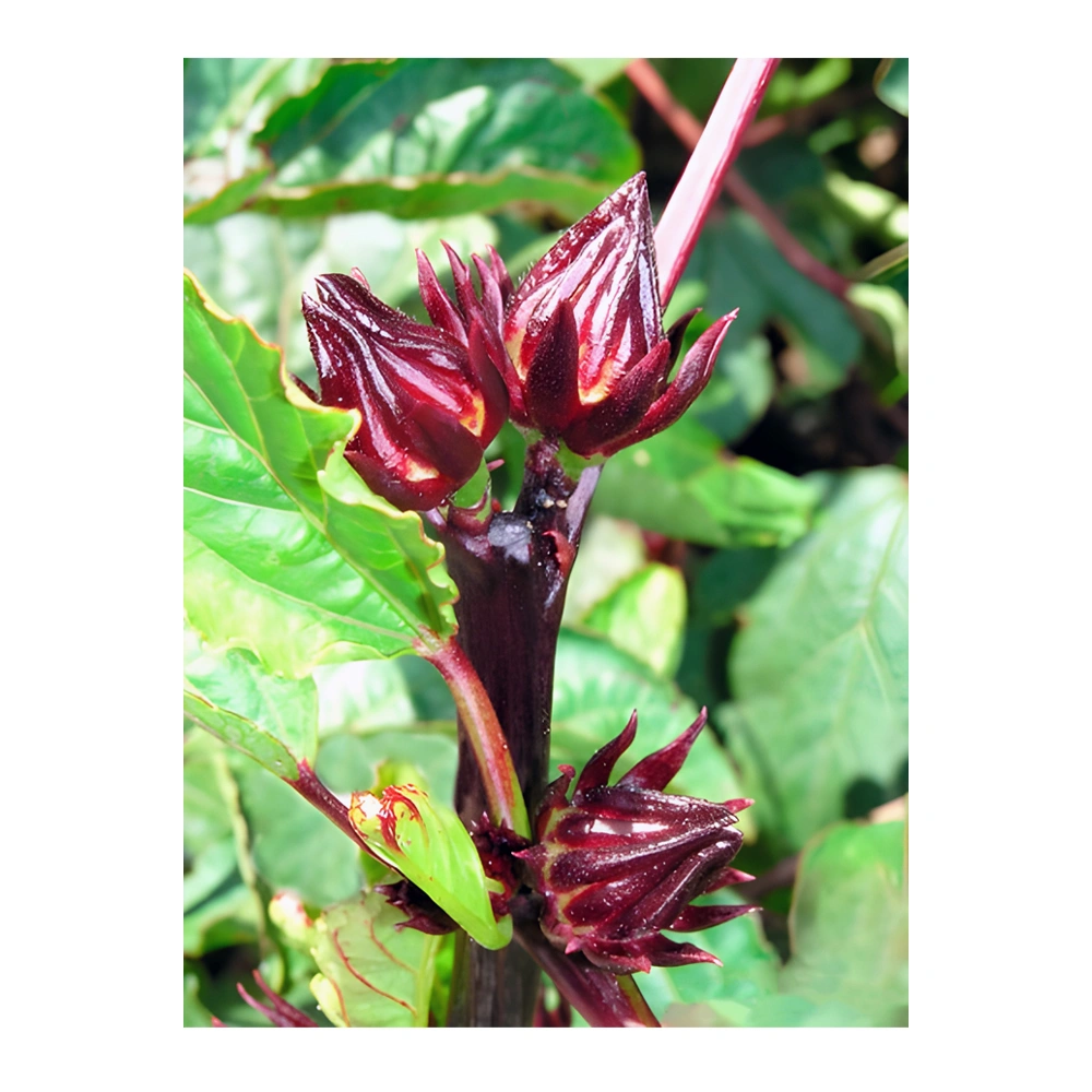 Hibiscus Herbal Tea Zinger