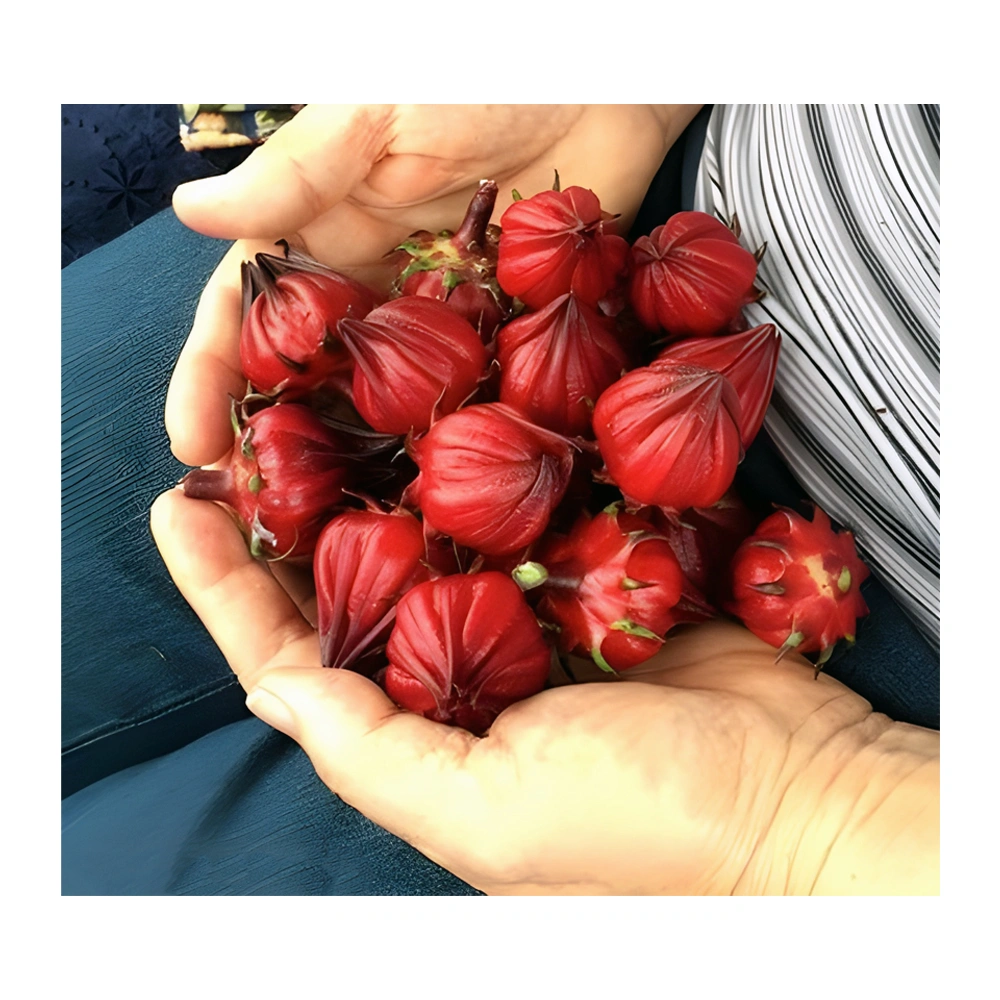 Hibiscus Herbal Tea Zinger