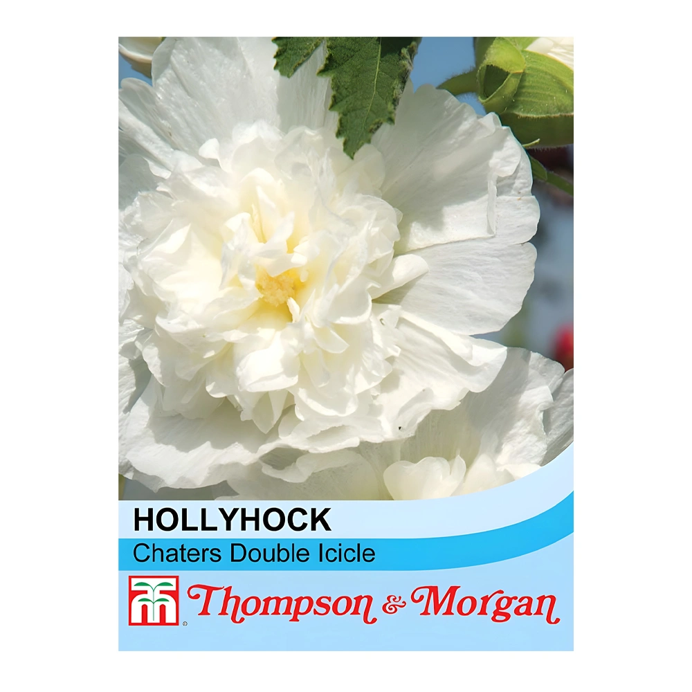 Hollyhock Chater’s Double Icicle