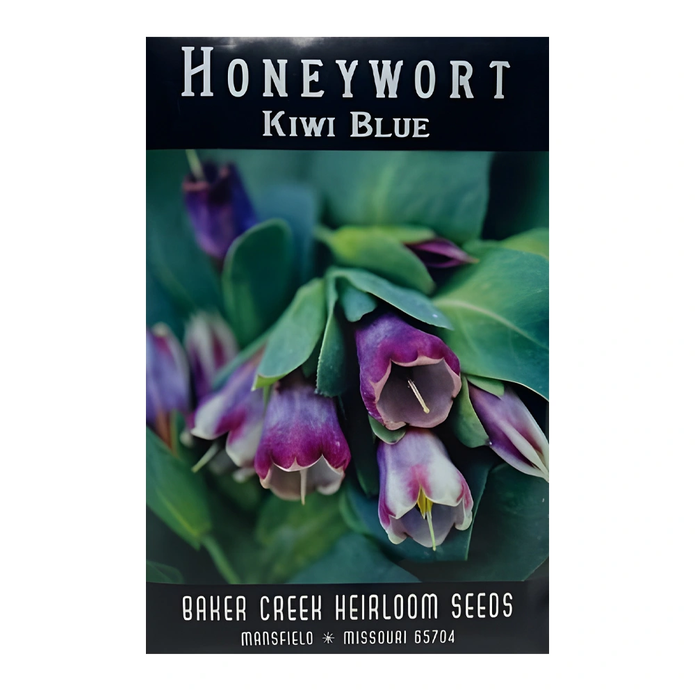 Honeywort Kiwi Blue 1 Honeywort Kiwi Blue