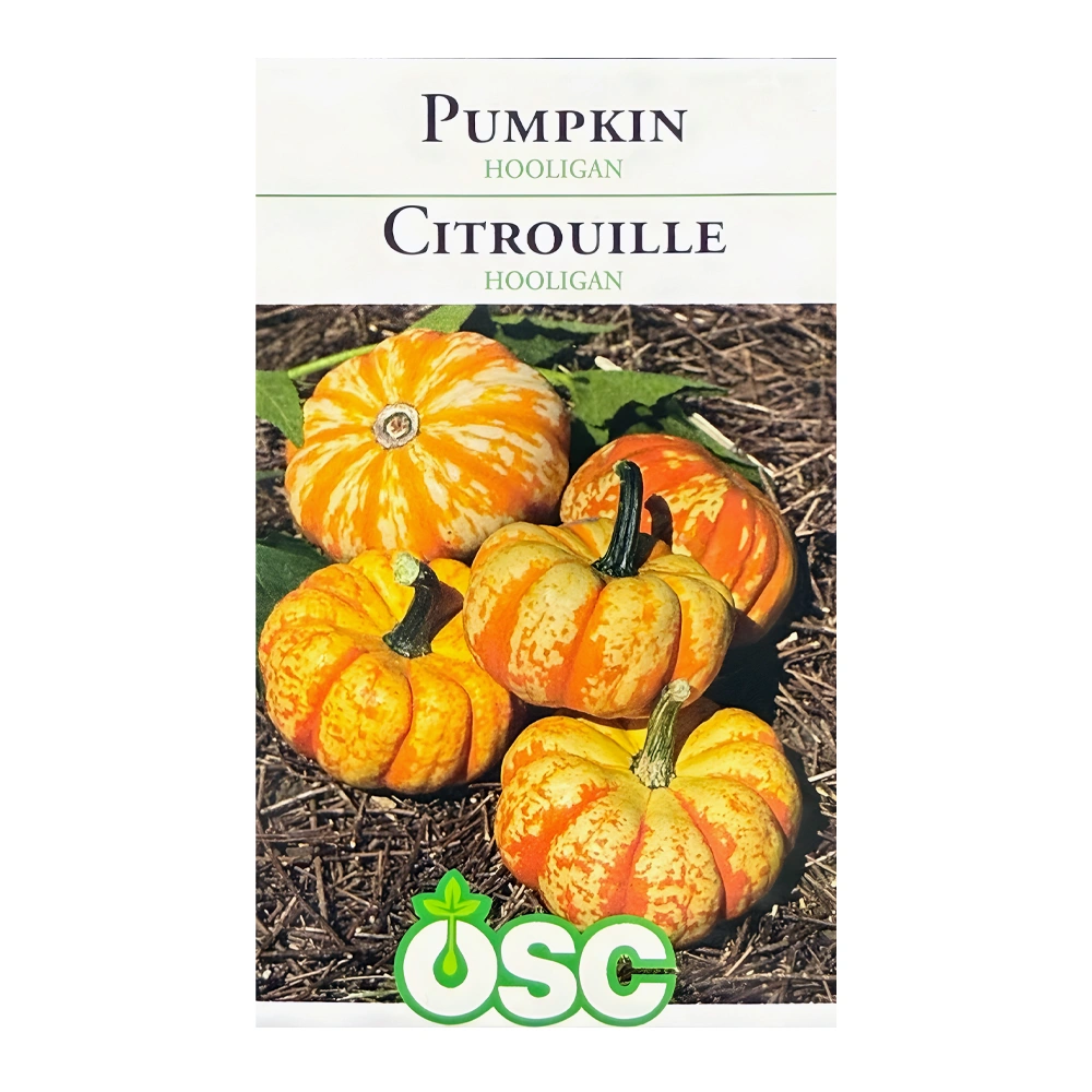 Hooligan Hybrid Miniature Pumpkin seeds