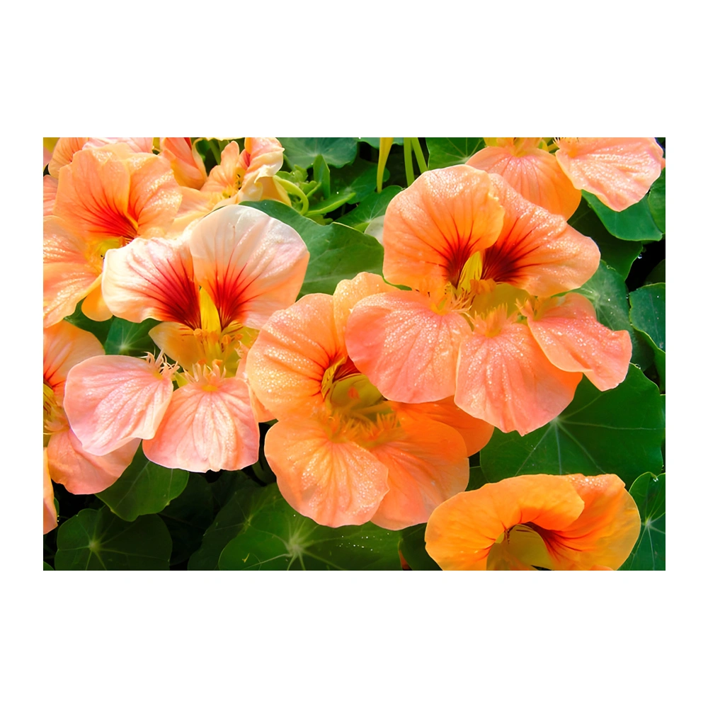 Hummingbird Nasturtium Creamsicle