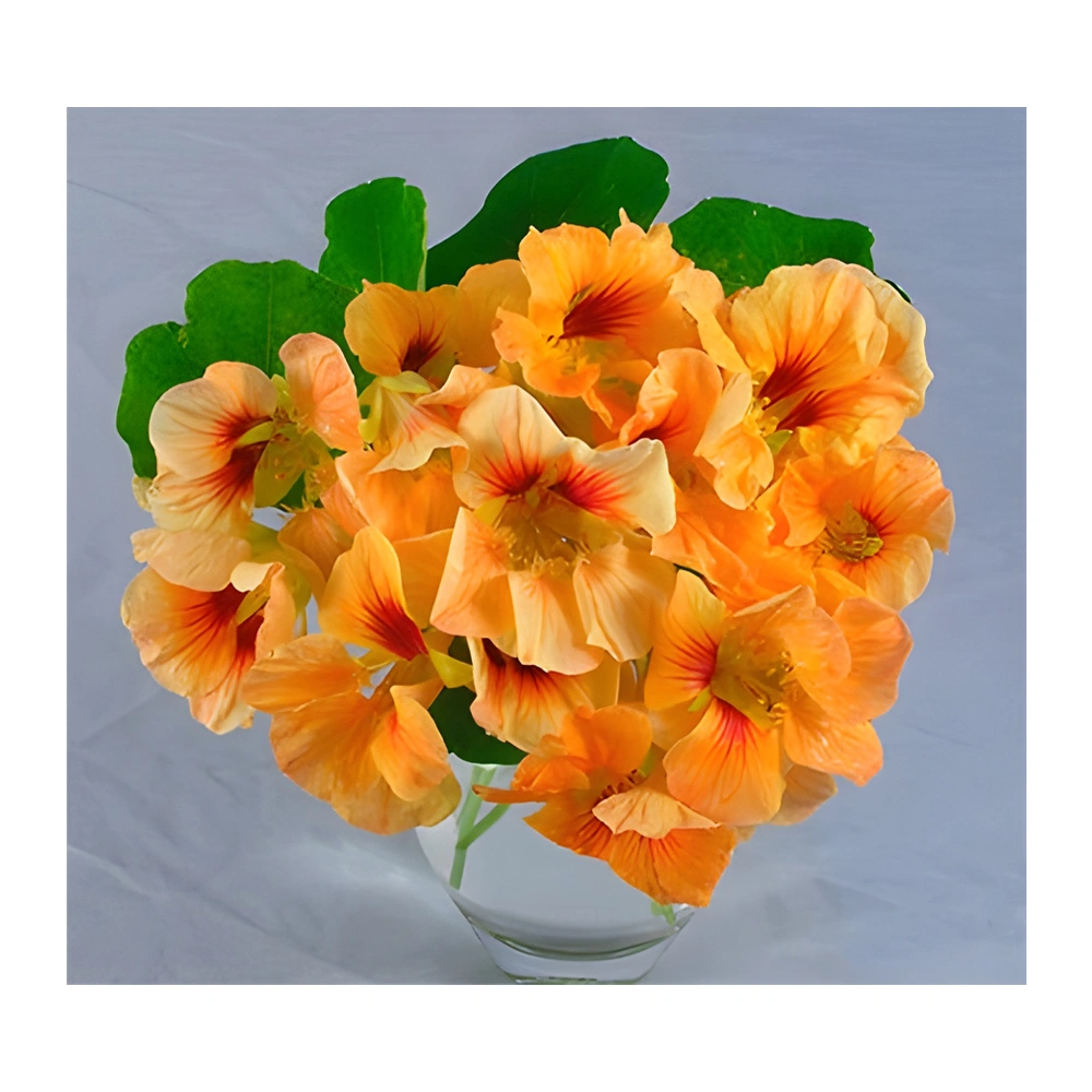 Hummingbird Nasturtium Creamsicle