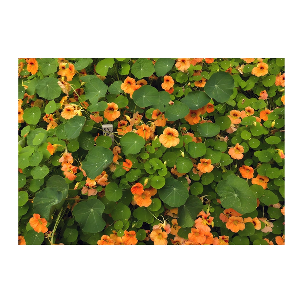 Hummingbird Nasturtium Creamsicle