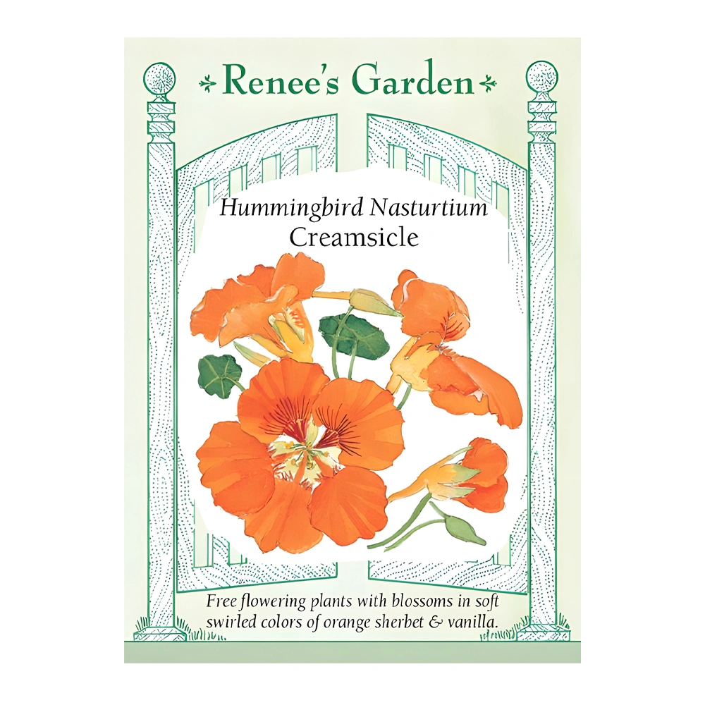 Hummingbird Nasturtium Creamsicle 1 Hummingbird Nasturtium Creamsicle