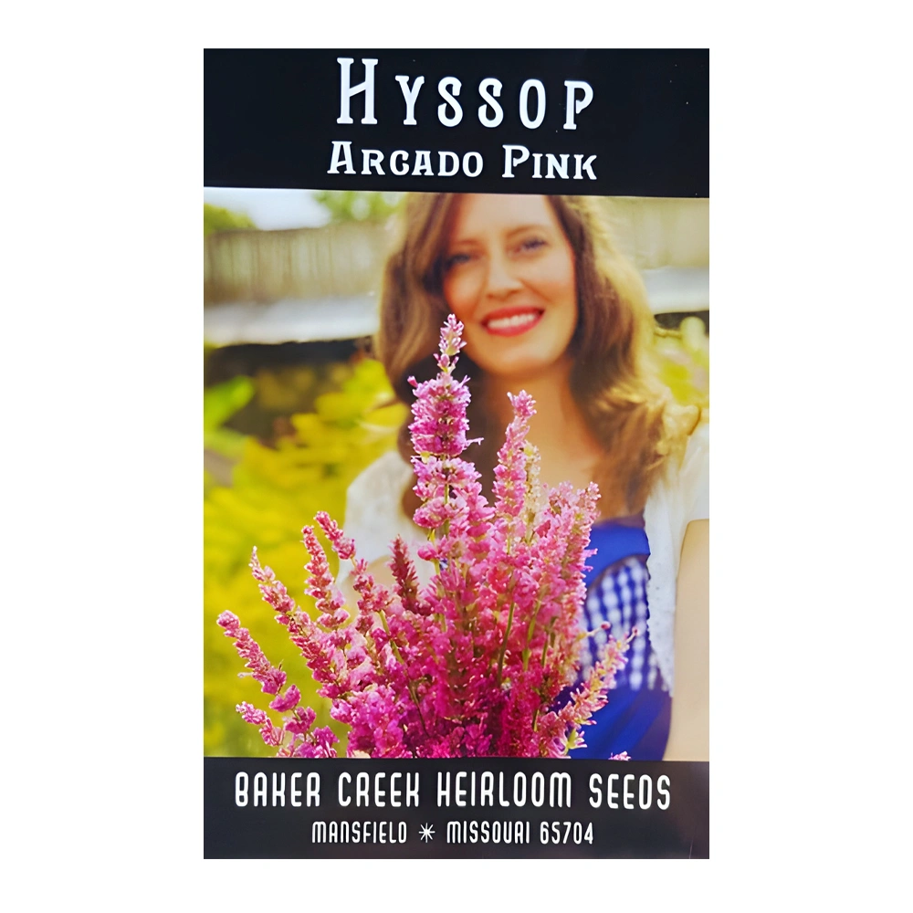 Hyssop Arcado Pink 1 Hyssop Arcado Pink