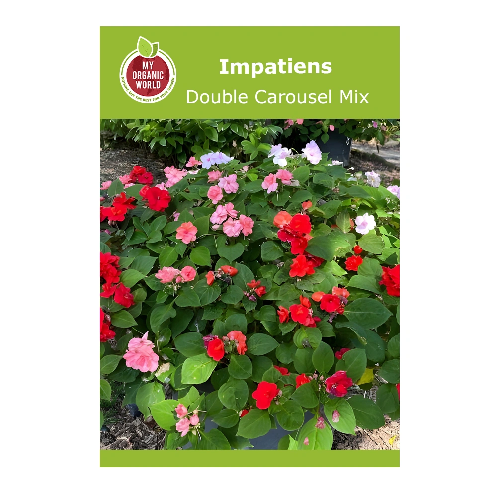 Impatiens Double Carousel Mix 1 Impatiens Double Carousel Mix