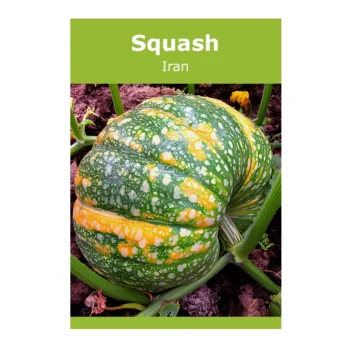 Iran Squash seeds