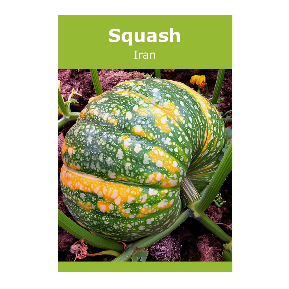 Iran Squash 1 Iran Squash seeds