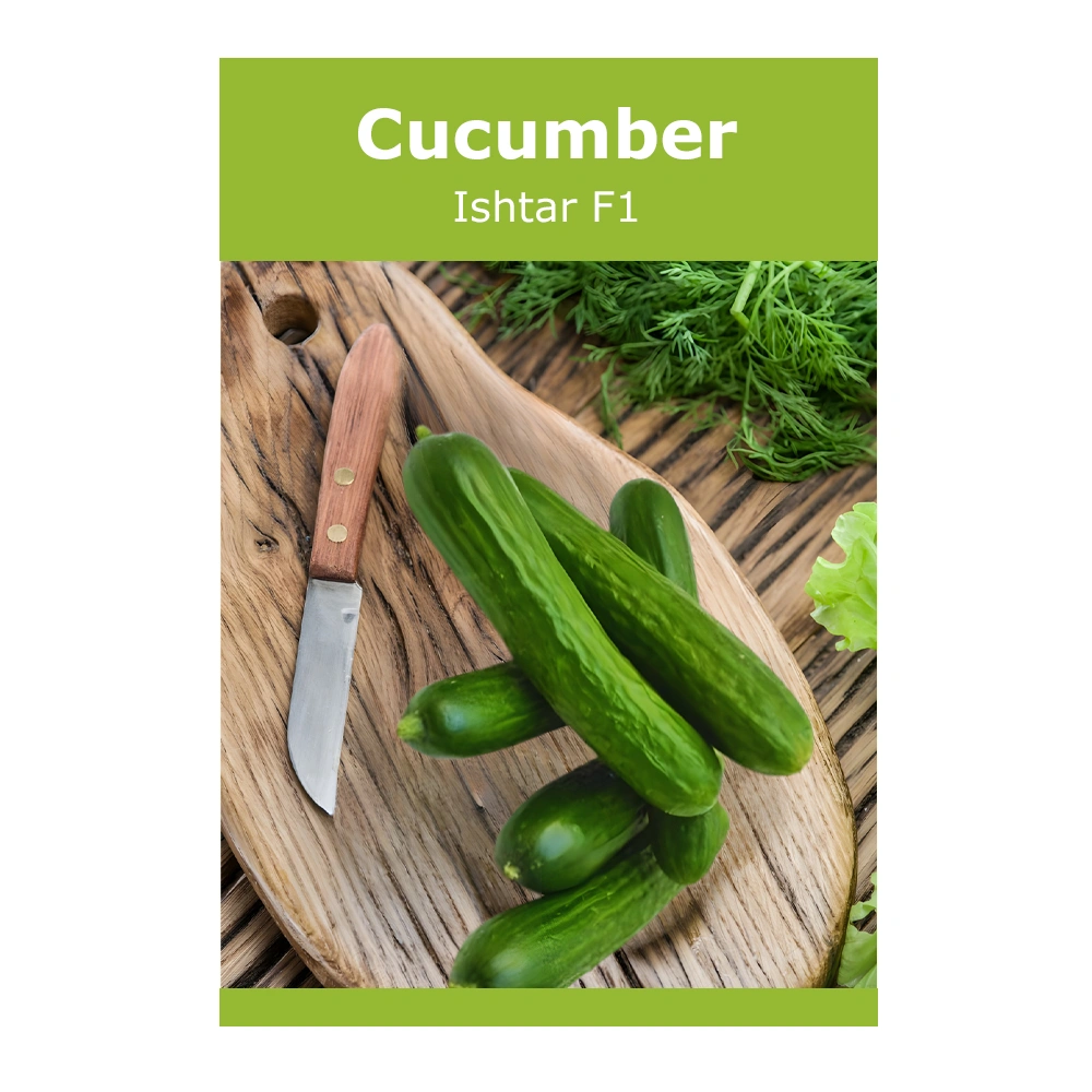 Ishtar F1 Cucumber 1 Ishtar F1 Cucumber seeds