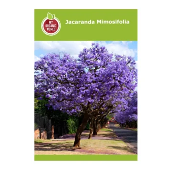 Jacaranda Mimosifolia