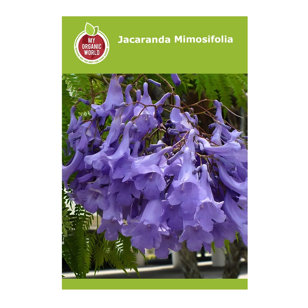 Jacaranda Mimosifolia