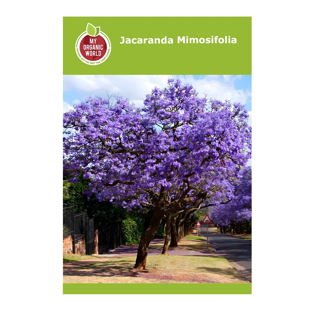 Jacaranda Mimosifolia