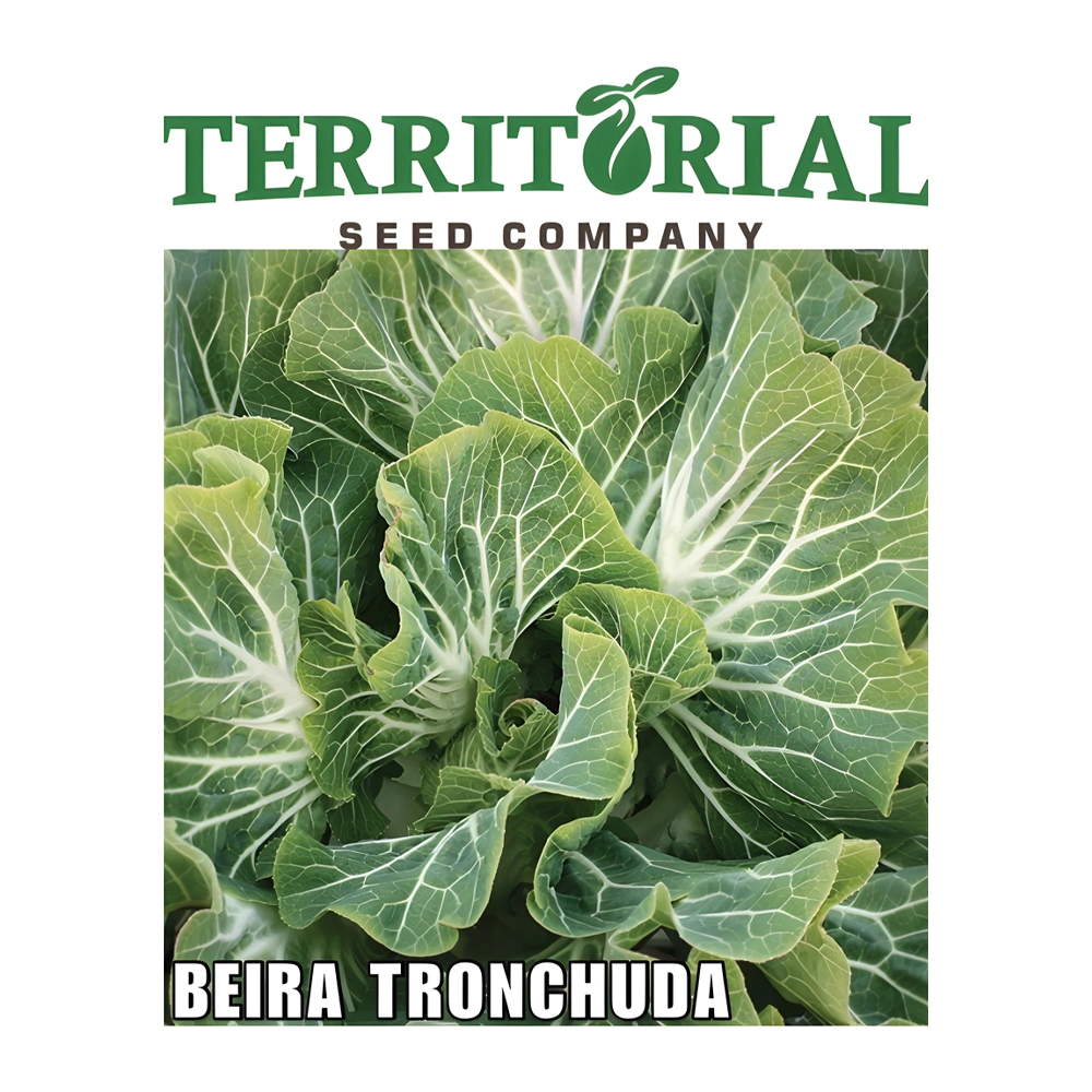 Kale Beira Tronchuda F1