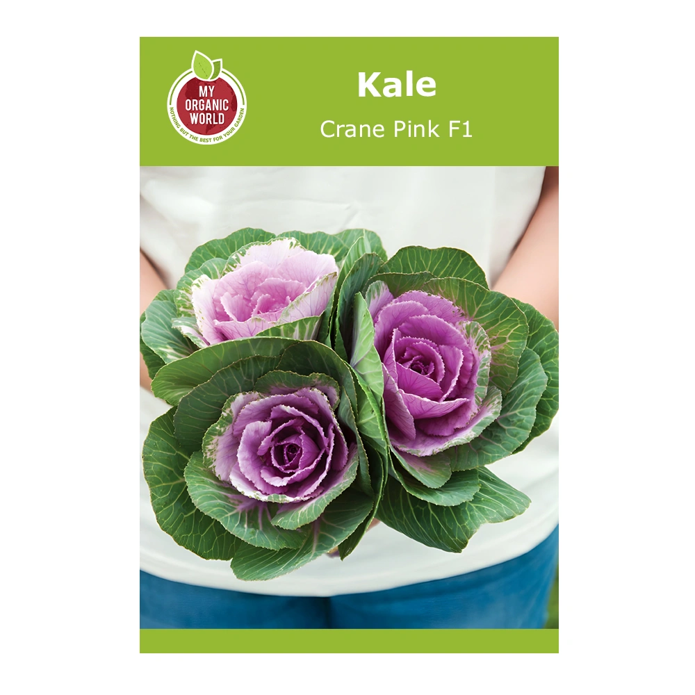 Kale Crane Pink F1 1 Kale Crane Pink F1