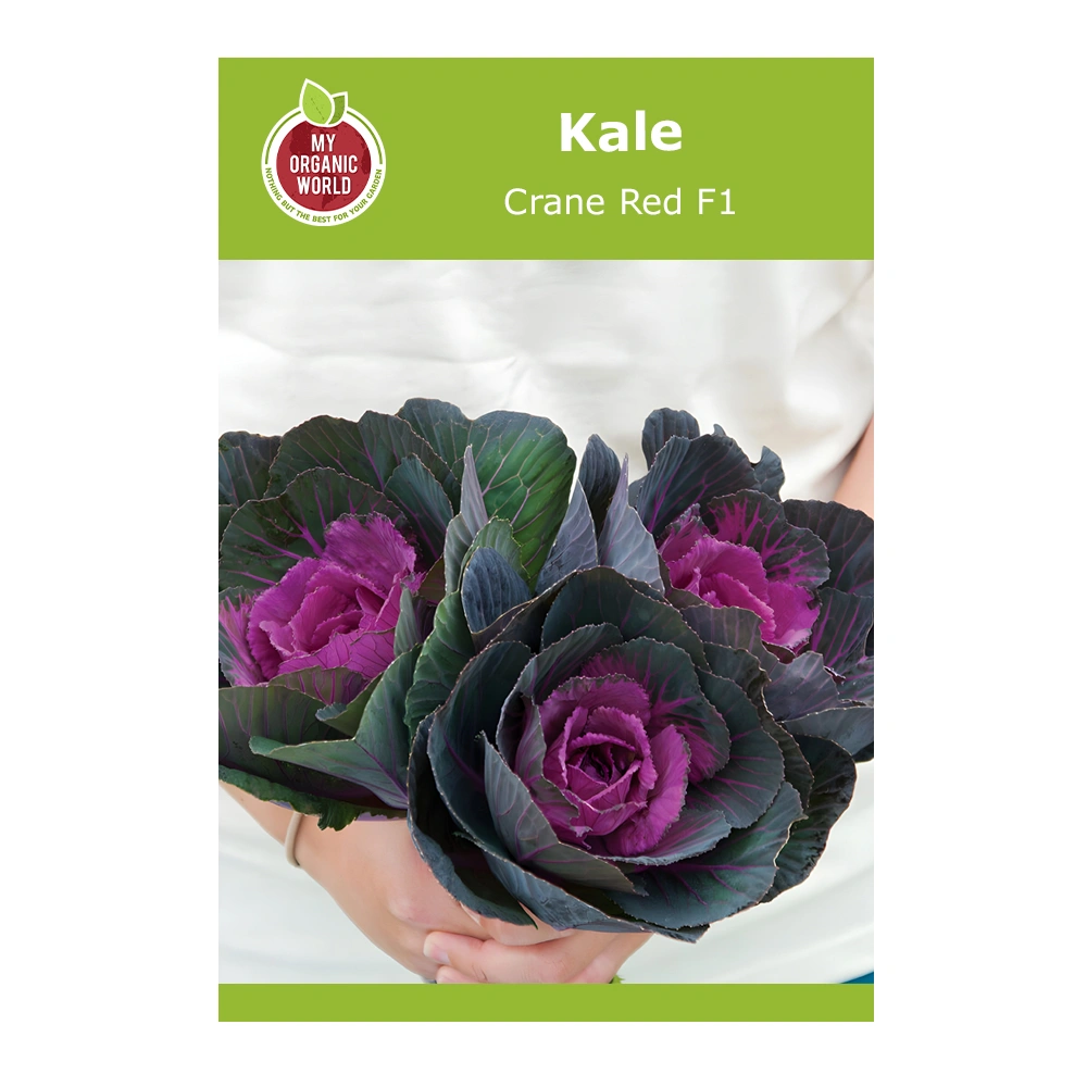 Kale Crane Red F1 1 Kale Crane Red F1