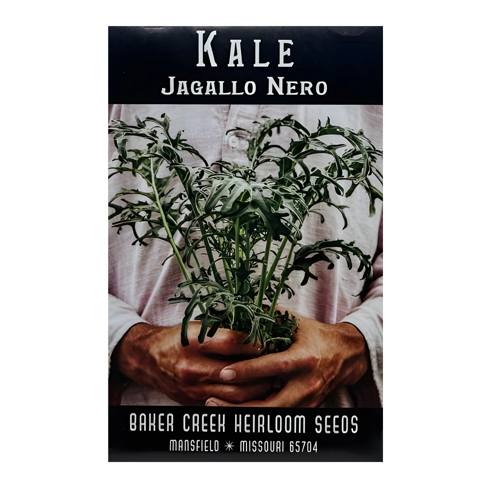 Kale Jagallo Nero 1 Kale Jagallo Nero