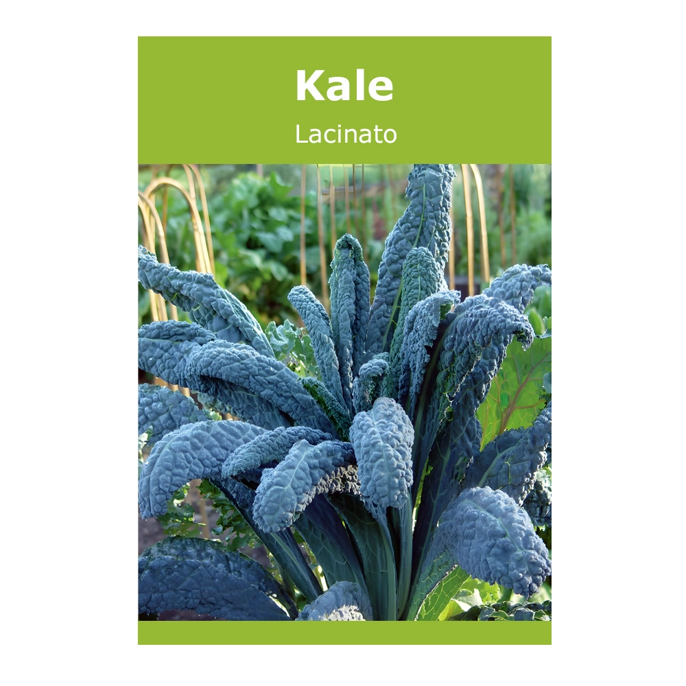 Kale Lacinato