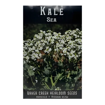 Kale Sea (Lily White)