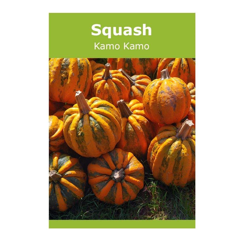 Kamo Kamo Squash 1 Kamo Kamo Squash seeds