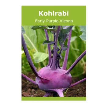 Kohlrabi Early Purple Vienna
