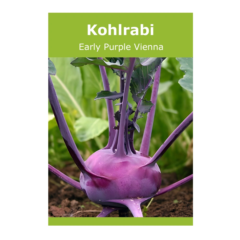 Kohlrabi Early Purple Vienna 1 Kohlrabi Early Purple Vienna