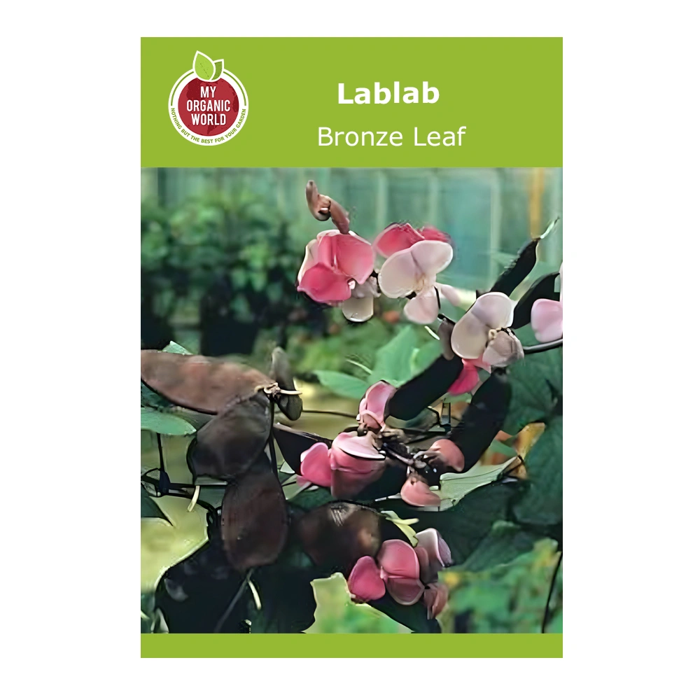Lablab Bronze Leaf