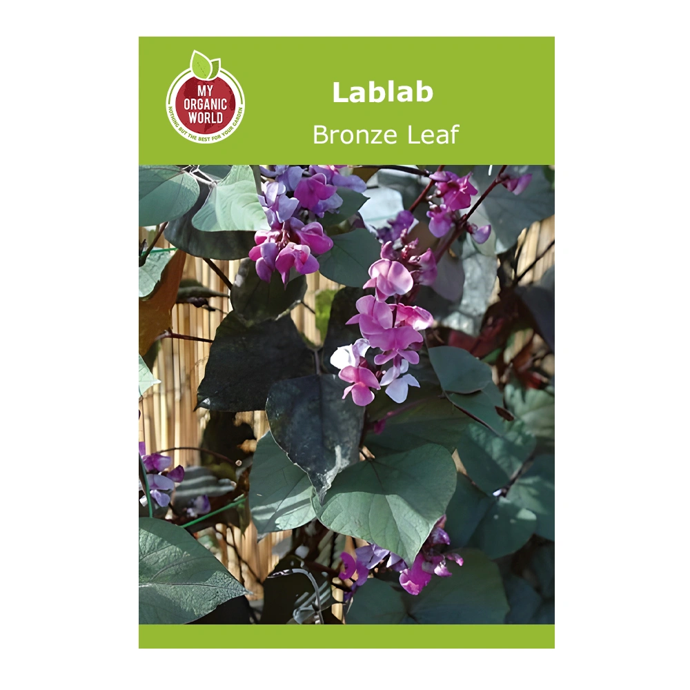 Lablab Bronze Leaf 1 Lablab Bronze Leaf