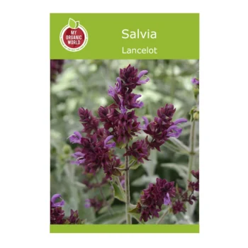 Lancelot Salvia (Sage) seeds