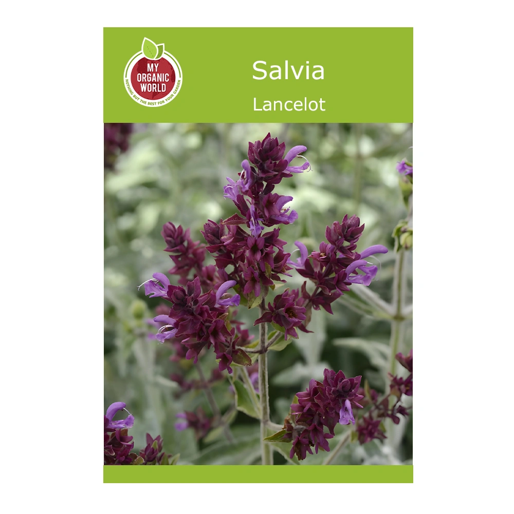Lancelot Salvia (Sage) 1 Lancelot Salvia (Sage) seeds