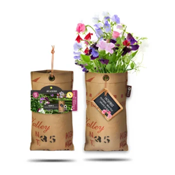 Lathyrus Hanging Garden Sweet Pea