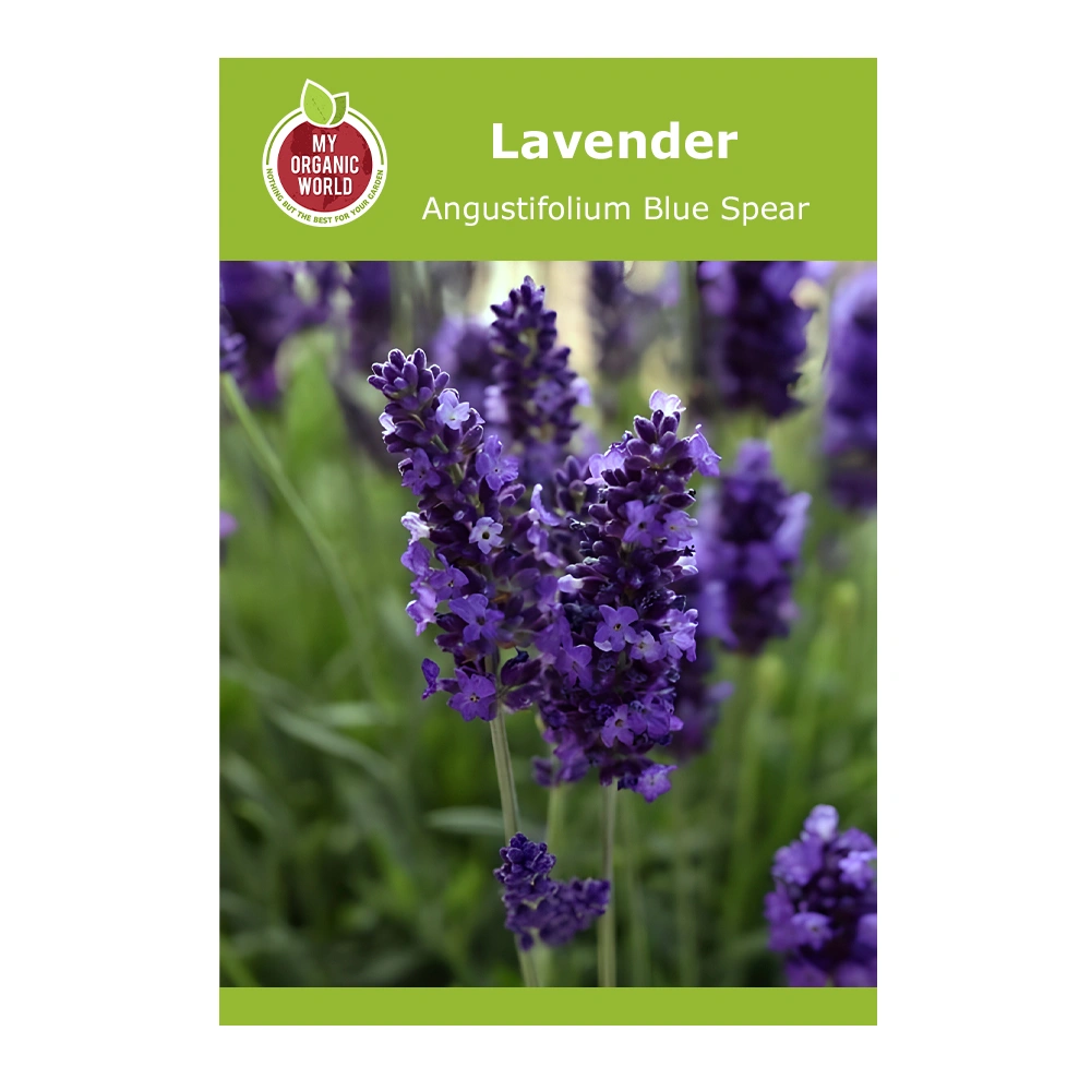 Lavandula Angustifolium Blue Spear seeds