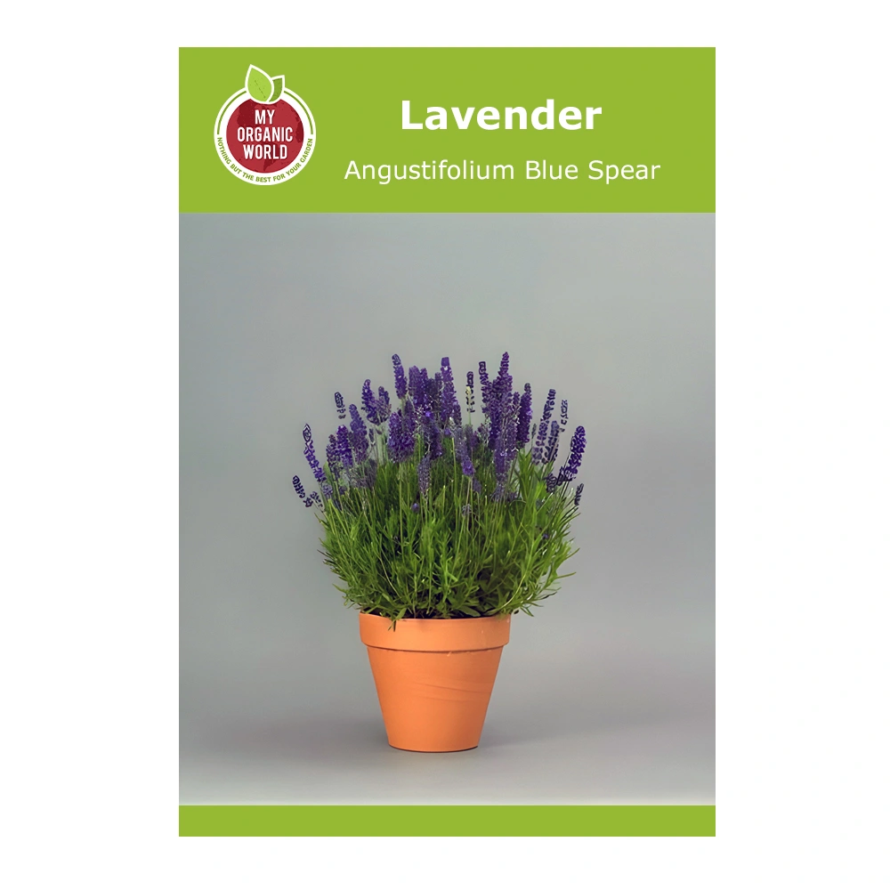 Lavandula Angustifolium Blue Spear 1 Lavandula Angustifolium Blue Spear seeds