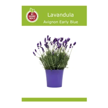 Lavandula Avignon Early Blue seeds