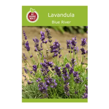 Lavandula Blue River seeds