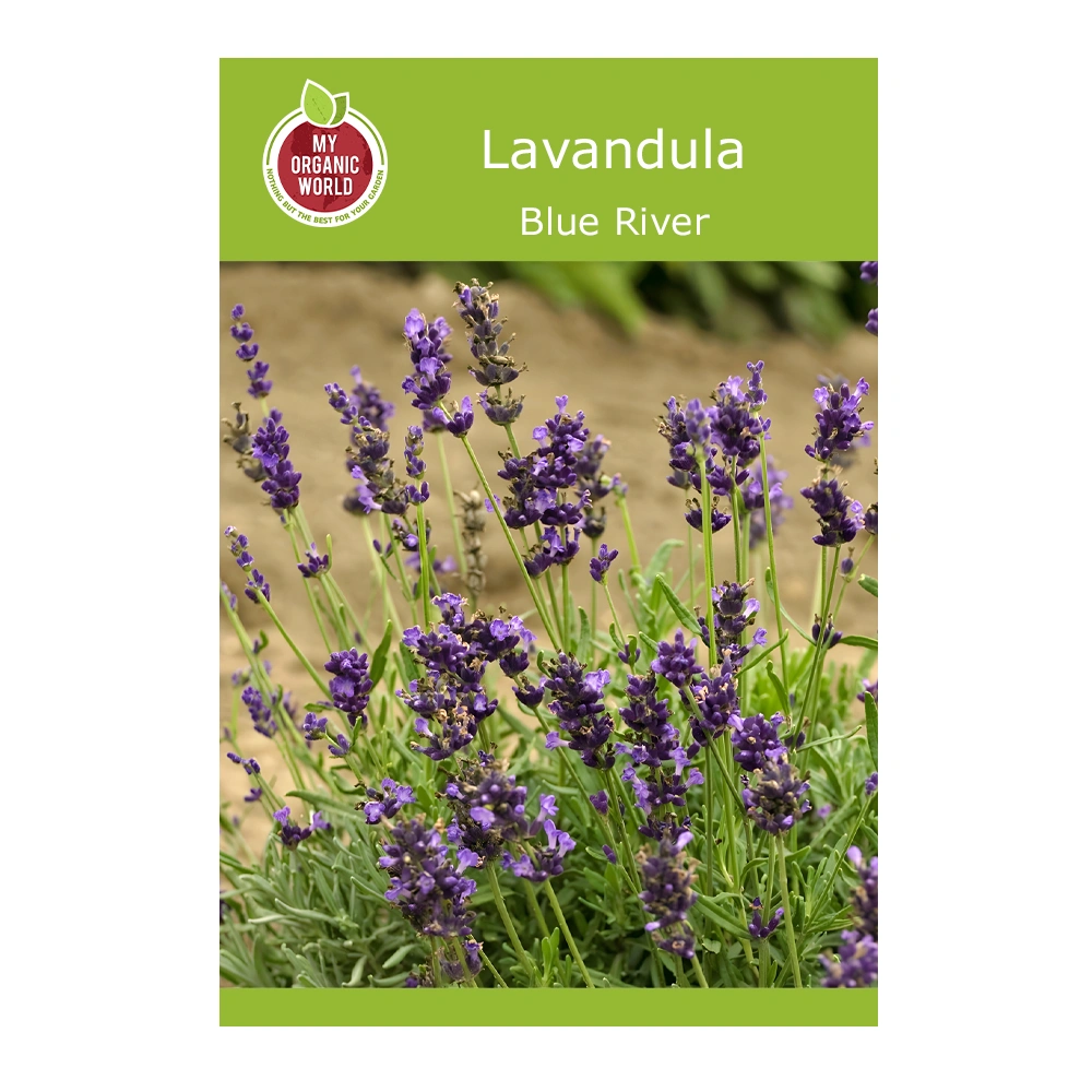 Lavandula Blue River 1 Lavandula Blue River seeds
