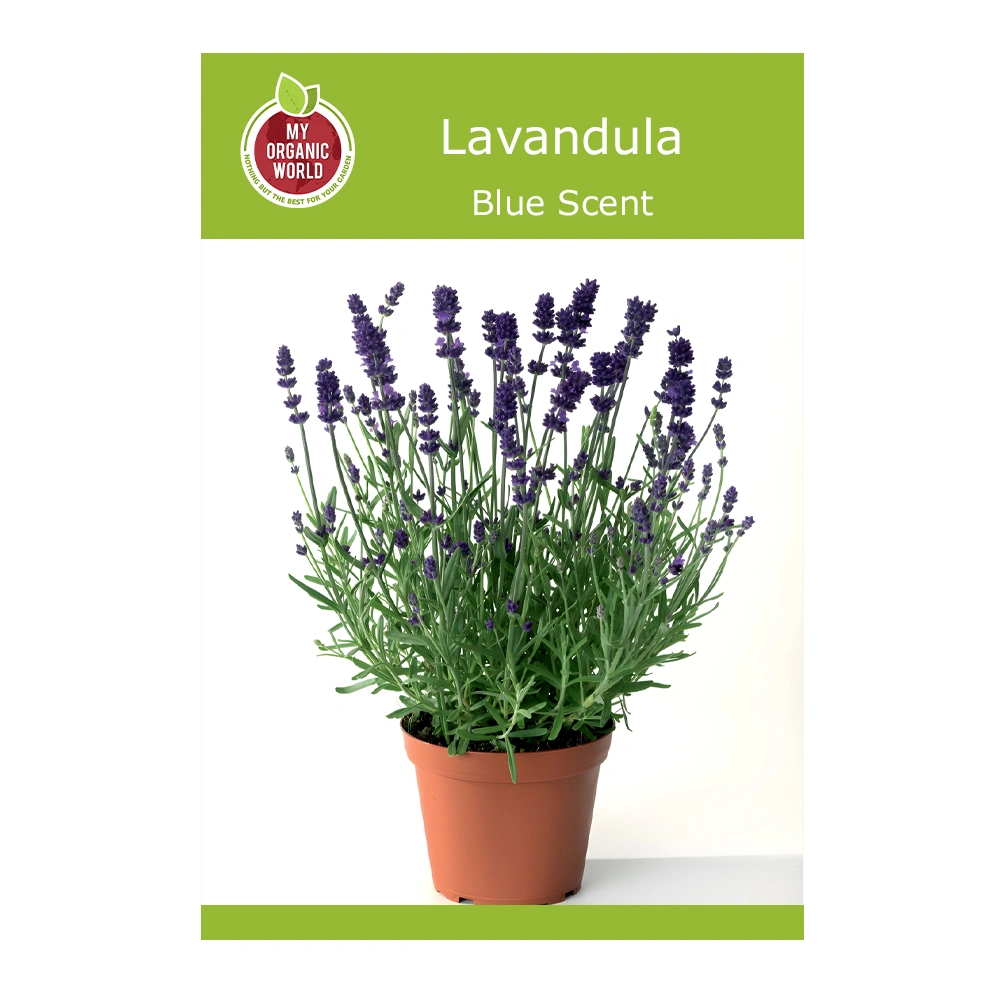 Lavandula Blue Scent 1 Lavandula Blue Scent seeds